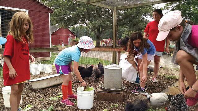 Terhune camp chickens